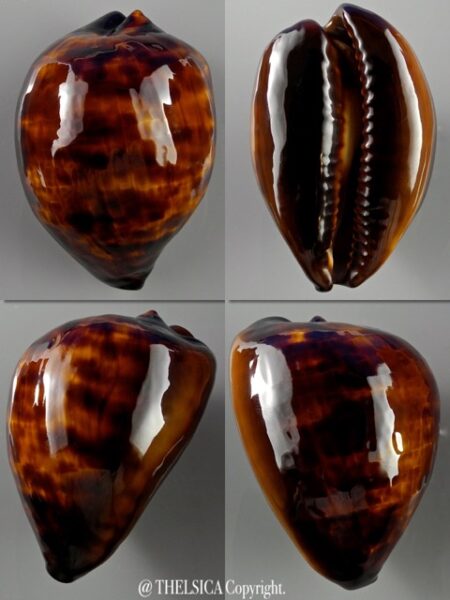 Zoila decipiens suprasinum 54,5 mm Gem-0