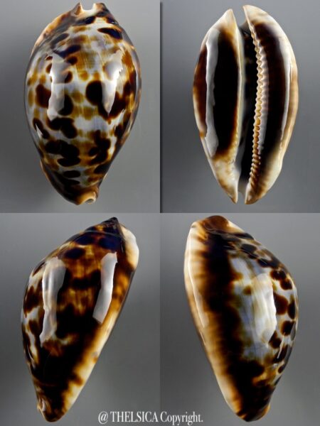 Zoila friendii friendii 70,4 mm Gem-0
