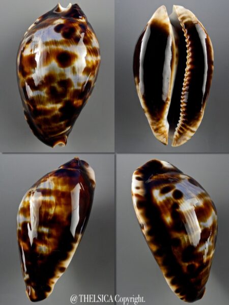 Zoila friendii friendii 71,7 mm Gem-0