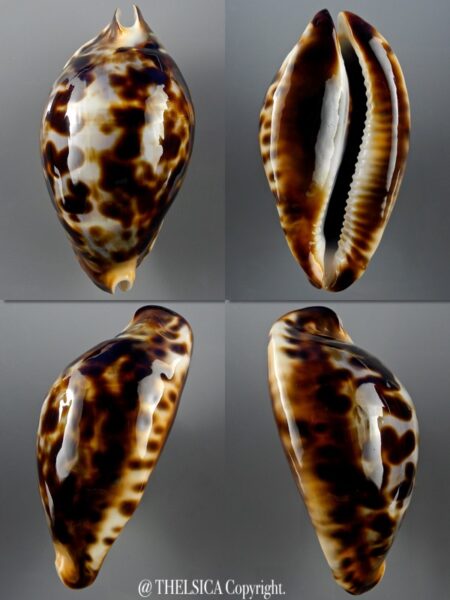 Zoila friendii friendii 73,3 mm Gem-0