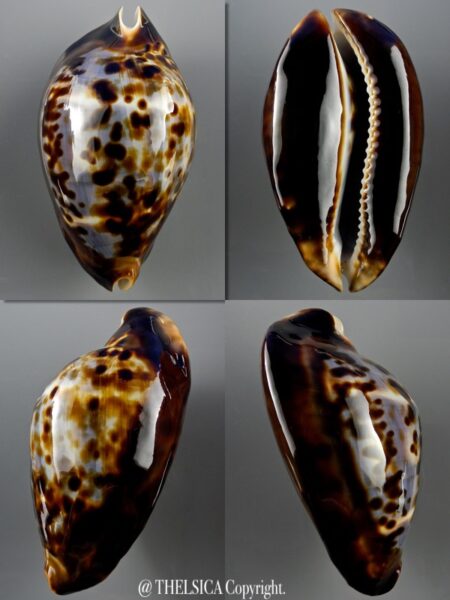 Zoila friendii friendii 76,5 mm Gem-0