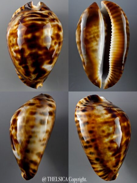 Zoila friendii insulata 84,2 mm Gem-0