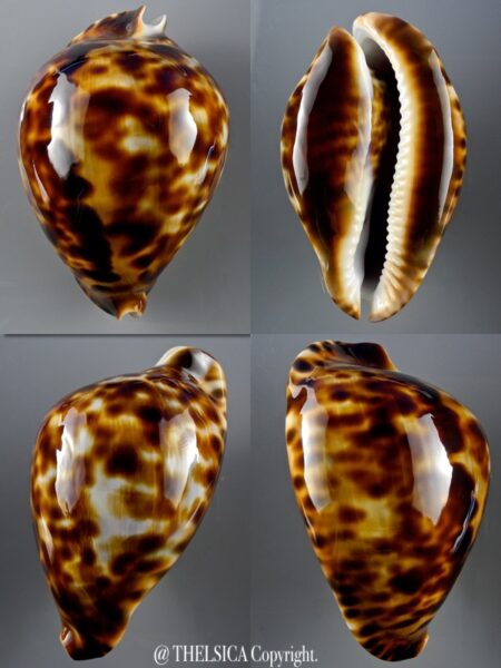 Zoila friendii vercoi 85,2 mm Gem-0