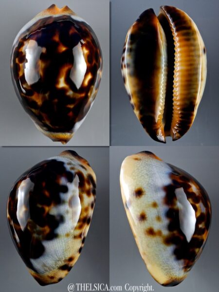 Zoila jeaniana jeaniana 70,2 mm Gem-0