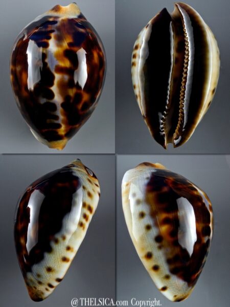 Zoila jeaniana jeaniana 72,4 mm Gem-0
