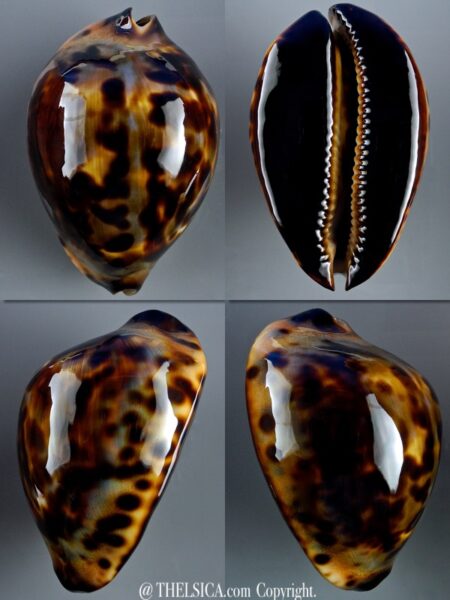 Zoila jeaniana jeaniana 73,5 mm Gem-0