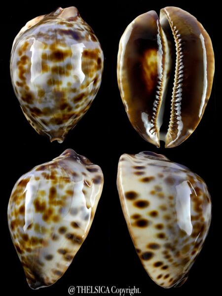 Zoila jeaniana sherylae 59,6 mm Gem-0