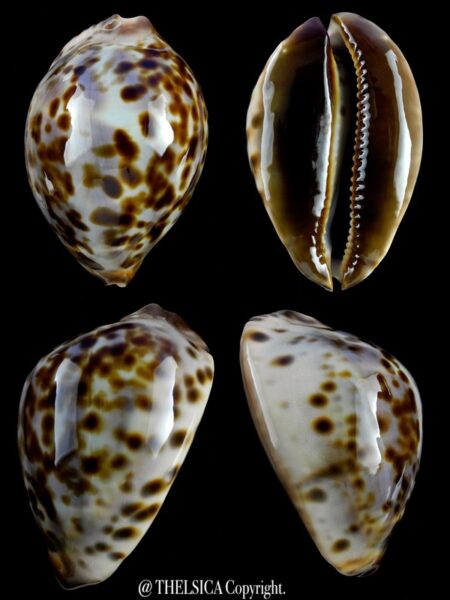 Zoila jeaniana sherylae 62,4 mm Gem-0