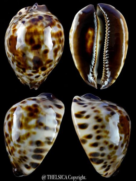 Zoila jeaniana sherylae 63,2 mm Gem-0