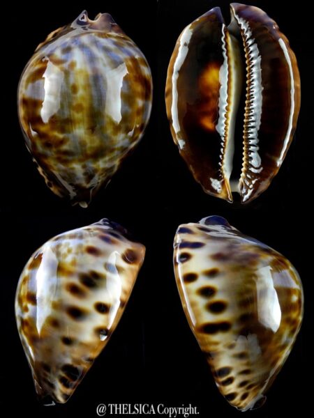 Zoila jeaniana sherylae 70,8 mm Gem-0