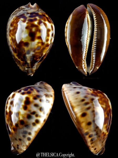 Zoila jeaniana sherylae 74,1 mm Gem-0