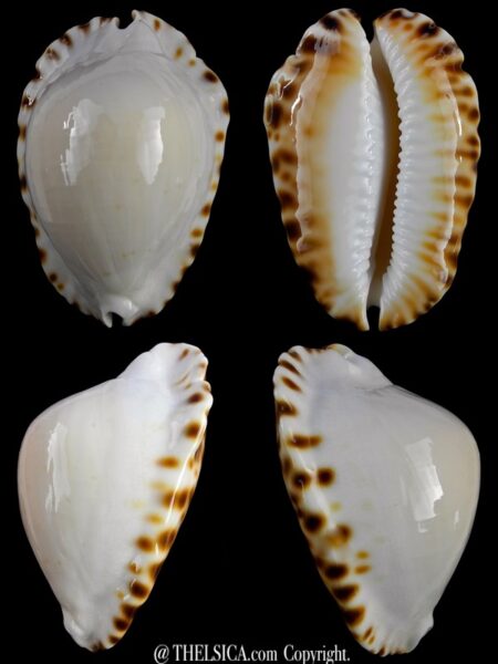 Zoila marginata ketyana mitralba 47,3 mm Gem (-)-0