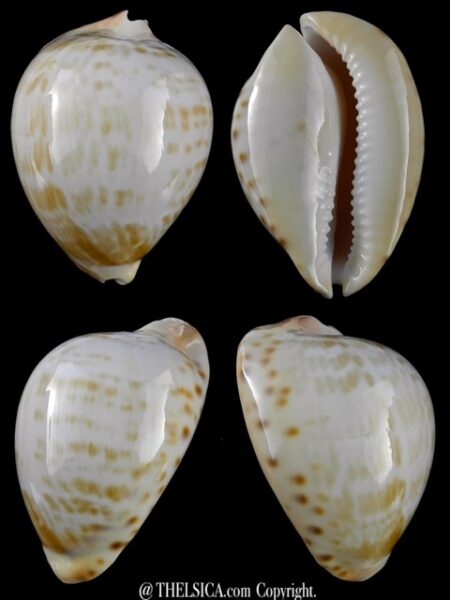 Zoila thersites contraria 64,1 mm Gem-0
