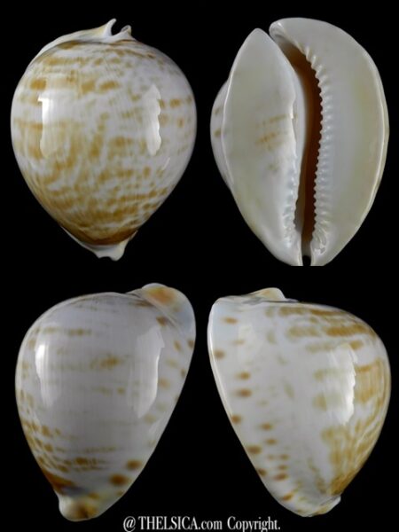 Zoila thersites contraria 73,8 mm Gem-0