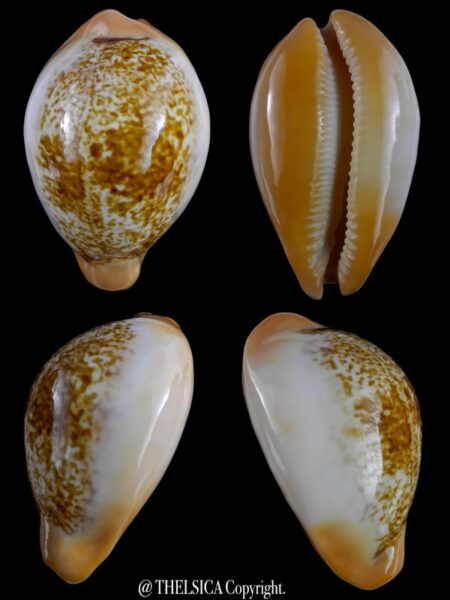 Austrasiatica langfordi cavatoensis 48,7 mm Gem-0