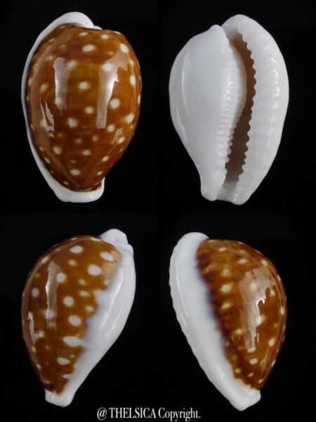 Cribrarula exmouthensis rottnestensis 31,5 mm Gem-0