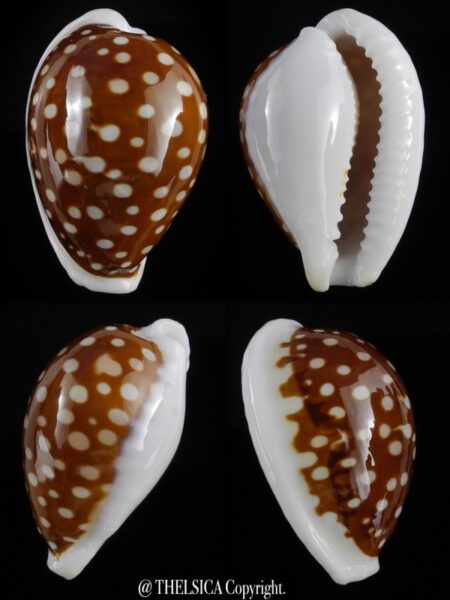 Cribrarula exmouthensis rottnestensis 32,3 mm Gem-0
