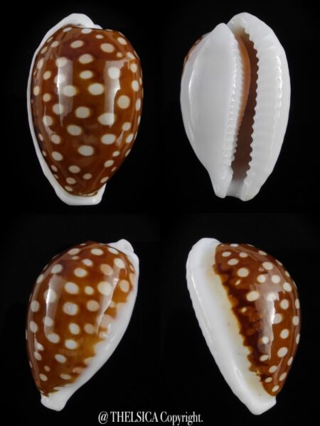 Cribrarula exmouthensis rottnestensis 34 mm Gem-0