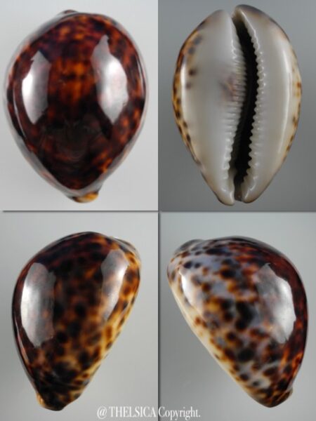 Cypraea tigris ..SPECIAL RED COLOR... 90.8 mm Gem-0