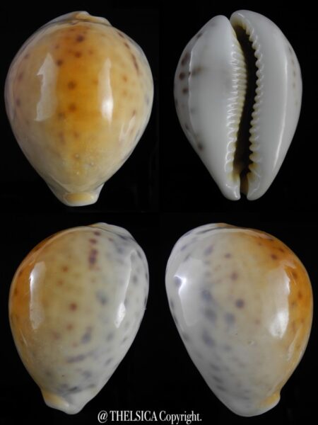 Cypraea tigris ..YELLOW ... 73,3 mm Gem (-)-0