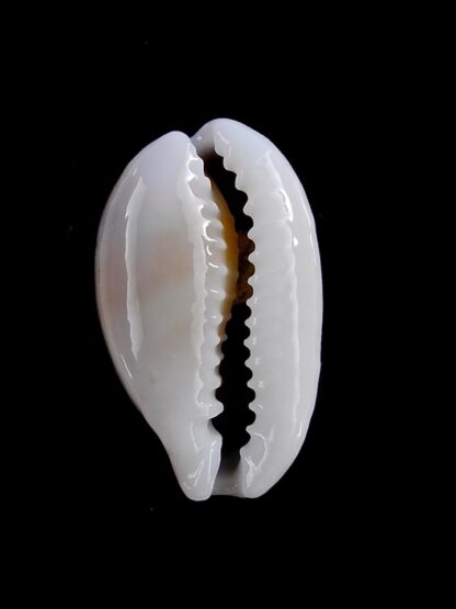 Cribrarula esontropia francescoi 18,4 mm Gem-21000