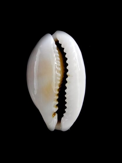 Cribrarula esontropia francescoi 19 mm Gem-21014