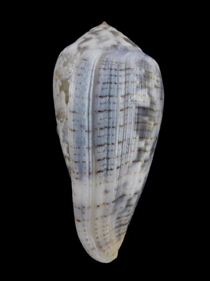 Pionoconus barbara... Big Size... 54,5 mm Gem (-) W/O-21195