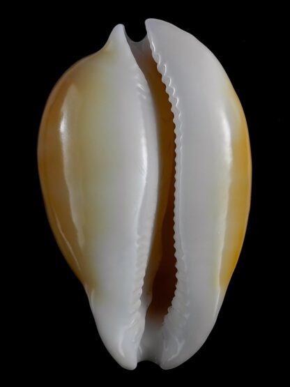 Nesiocypraea teramachii neocaledonica 61,1 mm Gem-21424