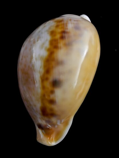 Nesiocypraea teramachii neocaledonica 61,1 mm Gem-21418