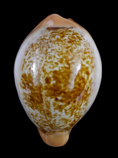Austrasiatica langfordi cavatoensis 48,7 mm Gem-21464