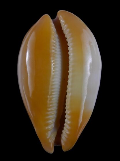 Austrasiatica langfordi cavatoensis 48,7 mm Gem-21465