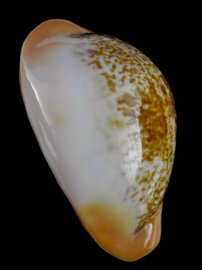 Austrasiatica langfordi cavatoensis 48,7 mm Gem-21468