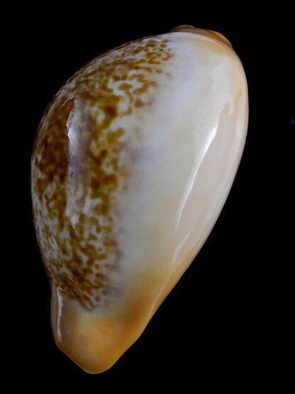Austrasiatica langfordi cavatoensis 48,7 mm Gem-21466