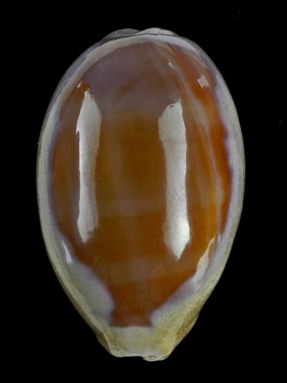 Lyncina carneola propinqua 55,9 mm Gem (-)-21486