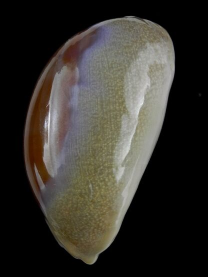 Lyncina carneola propinqua 55,9 mm Gem (-)-21485