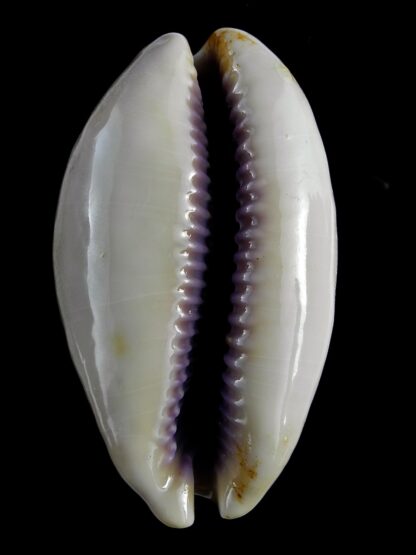 Lyncina carneola propinqua 55,9 mm Gem (-)-21489