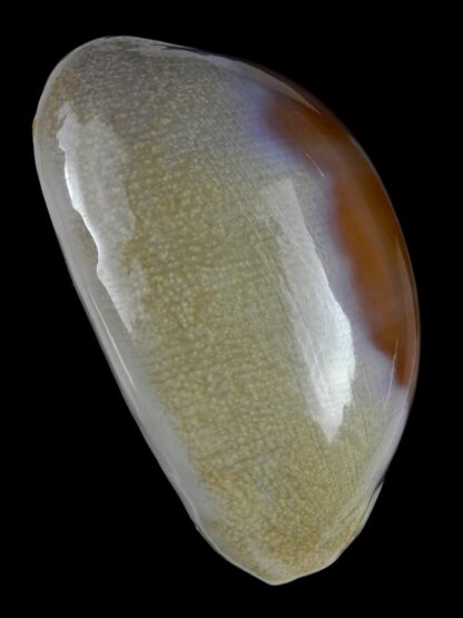 Lyncina carneola propinqua 55,9 mm Gem (-)-21487