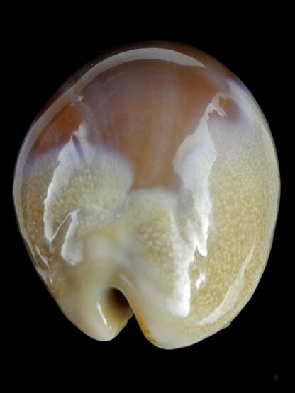 Lyncina carneola propinqua 55,9 mm Gem (-)-21484