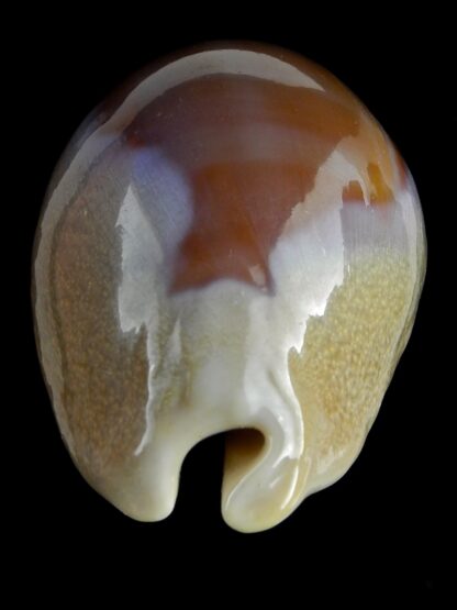 Lyncina carneola propinqua 55,9 mm Gem (-)-21490