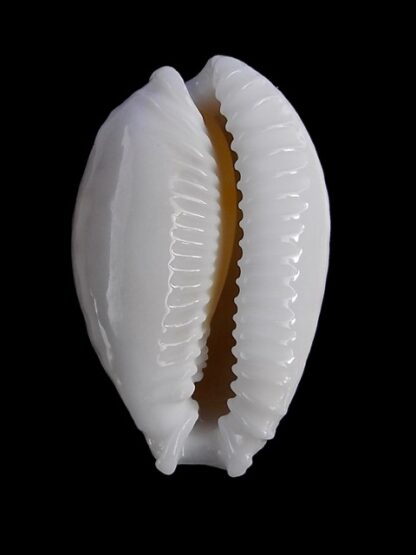 Naria cernica tomlini 22,7 mm Gem-21476