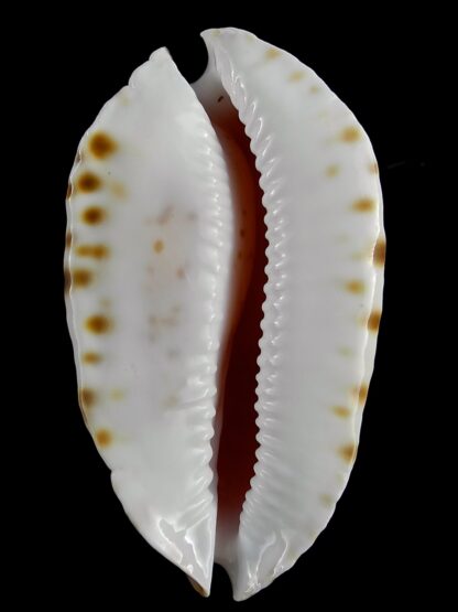 Zoila marginata marginata consueta 57,4 mm Gem-21578