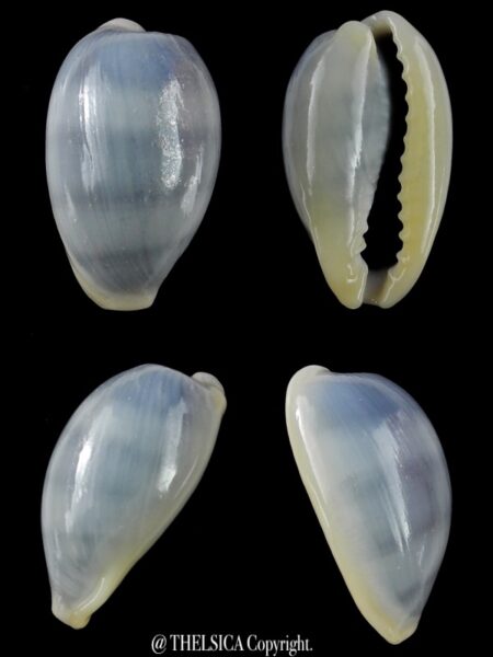 Erronea errones coxi azurea... Big SIZE... 31,4 mm F+++/Gem-0