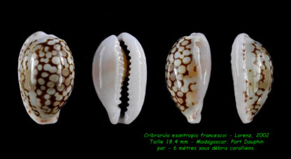 Cribrarula esontropia francescoi 18,4 mm Gem-0