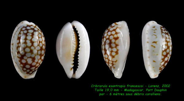 Cribrarula esontropia francescoi 19 mm Gem-0