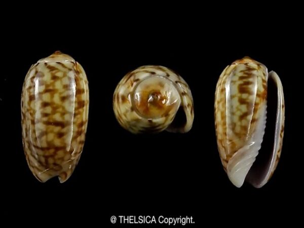 Galeola picta 13,6 mm Gem-0