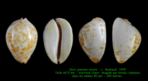 Zoila jeaniana aurata... DWARF.... 60,5 mm Gem-0