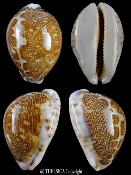 Leporicypraea mappa viridis eluceta 59,5 mm Gem-0