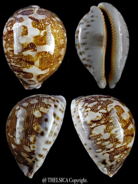 Leporicypraea mappa viridis guamensis ... bulbous.. 72,3 mm Gem-0
