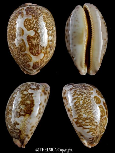 Leporicypraea mappa viridis guamensis .. SP yellow base...73,5 mm Gem-0