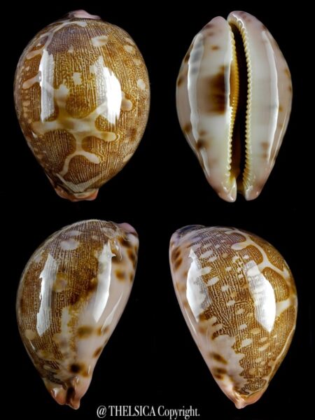 Leporicypraea mappa viridis guamensis 70 mm Gem-0